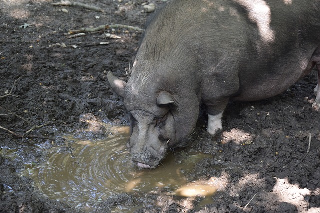 了众多国内 了众多国内