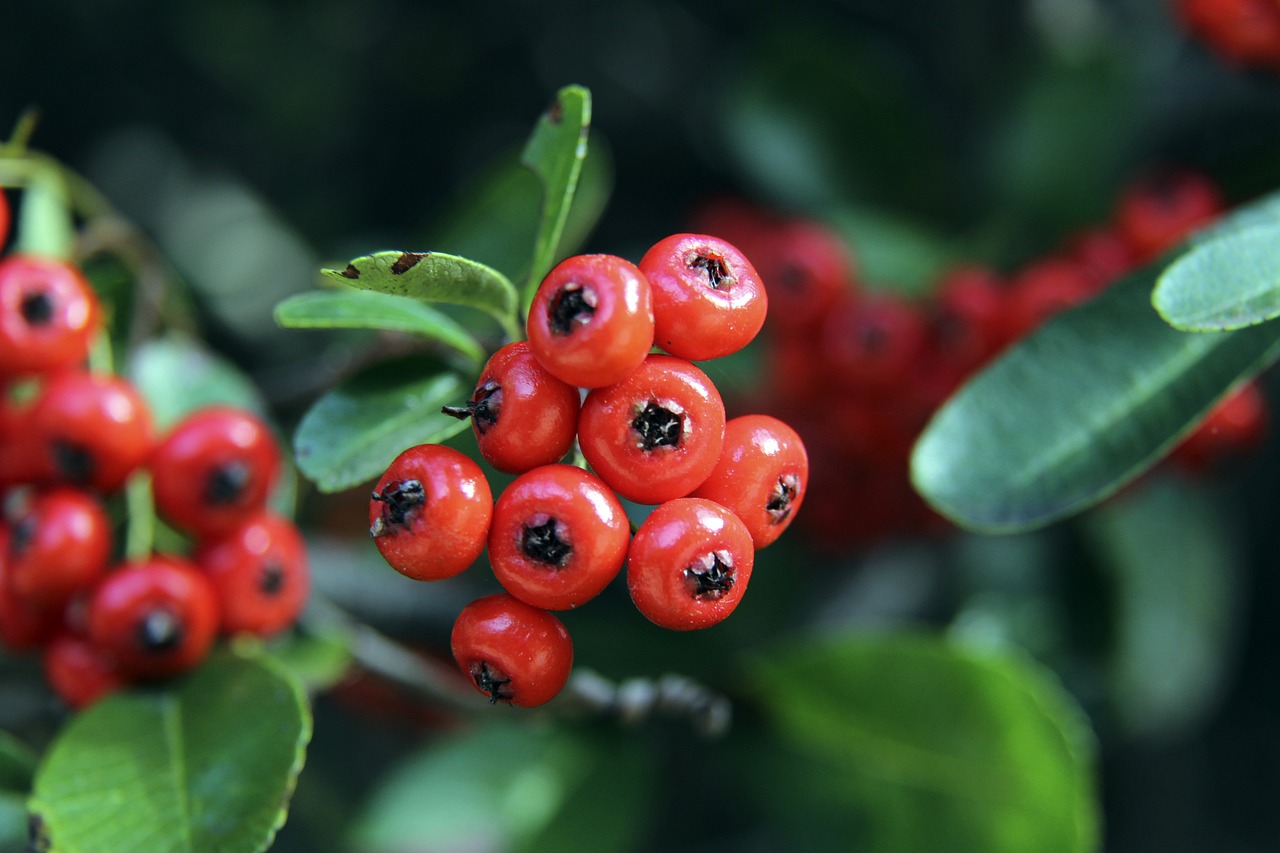 处地选择赛 处地选择赛